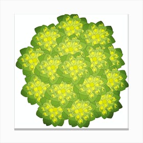 Euphorbia Canvas Print