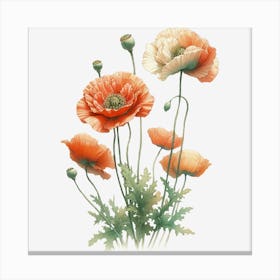 Poppy Canvas Print