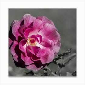 Black And White Rose Canvas Print