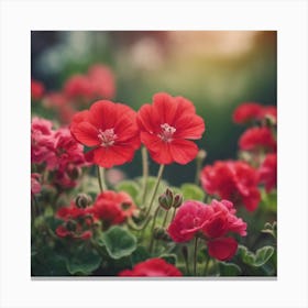 Red Geraniums Canvas Print