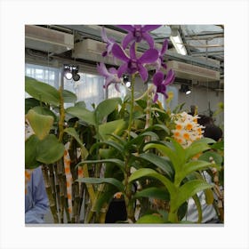 Orchids In A Greenhouse 5 Canvas Print