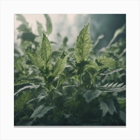 Cannabis Leaves In The Forest Canvas Print