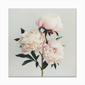 Pink Peonies 2 Canvas Print