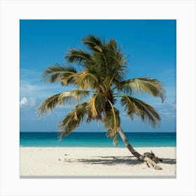 Imagenes De Una Palmera De Playa (1) Canvas Print