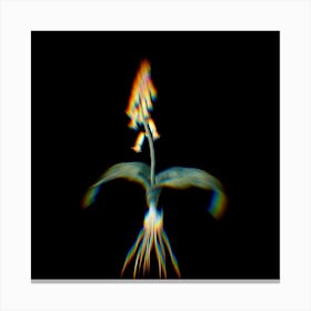 Prism Shift Watsonia Botanical Illustration on Black n.0051 Canvas Print