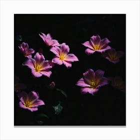 Pink Flowers In The Dark Canvas Print