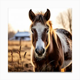 Horse Animal Grass Breeding Head Pasture Donkey Standing Farm Cute White Background Natu (3) Canvas Print