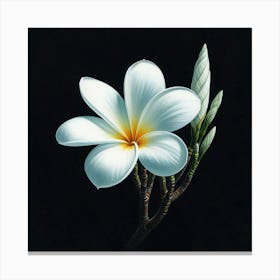 White Frangipani Canvas Print