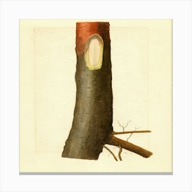 Malus Domestica (1912) Canvas Print