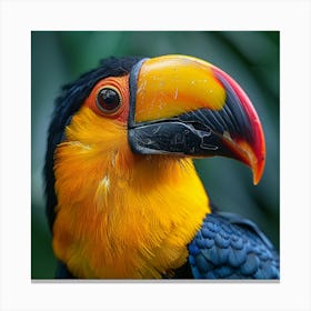 Toucan 16 Canvas Print