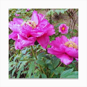 Peonies in Japan 10 Canvas Print