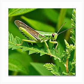 Grasshopper 37 Canvas Print