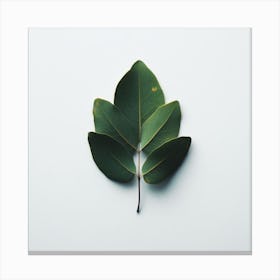 Leaf Isolated On White Background Canvas Print