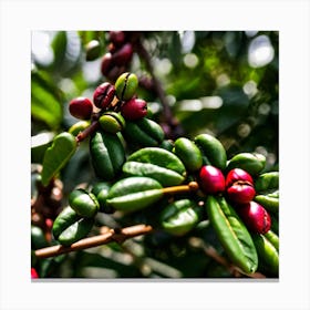 Coffee Beans On A Tree Canvas Print