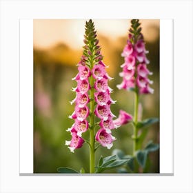 Foxglove Canvas Print