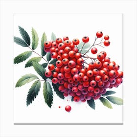 Rowan berries 4 Canvas Print