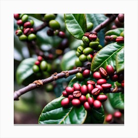 Coffee Beans On A Tree 55 Canvas Print