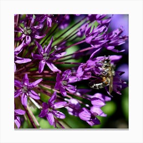 Bee on an Allium Flower Stampe su tela