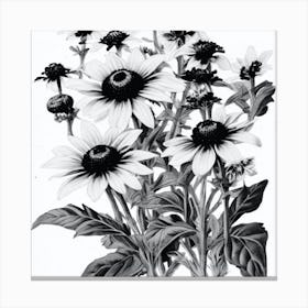 Black Eyed Susan Wildflower Vintage Botanical Art Print Canvas Print