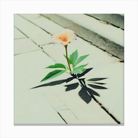 Flower Growing - Sidewalk Crack Canvas Print