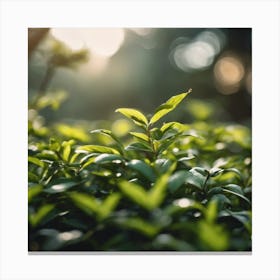 Green Tea Leaves Canvas Print