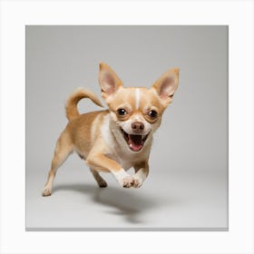 Chihuahua 1 Canvas Print