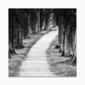 Path In The Woods Canvas Print