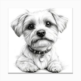 Maltese Terrier 1 Canvas Print