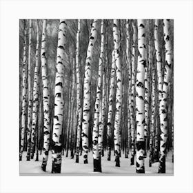 Birch Trees In Winter 2 Canvas Print