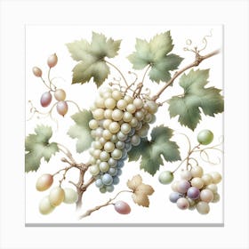 White Grapes and Vine 2 Canvas Print