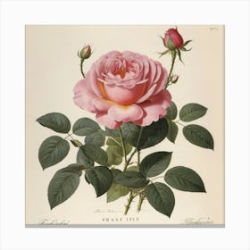 Pink Rose flower plants painting art print Canvas Print