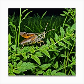 Crickets Insects Chirping Jumping Green Legs Antennae Noise Hopper Herbivores Garden Fiel (7) Canvas Print