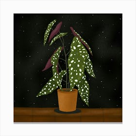 Begonia Maculata (Black background) Canvas Print