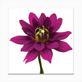 Magenta Dahlia  Botanical  Art Print Canvas Print