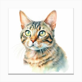 Pixie Bob Cat Portrait 3 Canvas Print