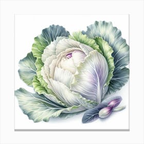 White cabbage 3 Canvas Print