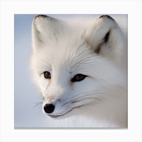 Arctic Fox Canvas Print