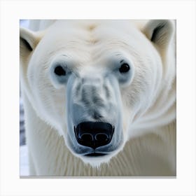 Polar Bear Canvas Print