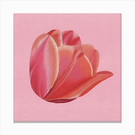 Blush Elegance - Modern Minimalist Tulip On Pink Canvas Print