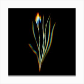 Prism Shift Siberian Iris Botanical Illustration on Black n.0071 Canvas Print