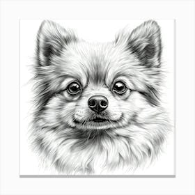 Pomeranian 1 Canvas Print