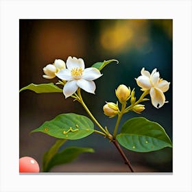 Jasmine Flower Canvas Print