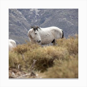 White Wild Horse Sierra Nevada Canvas Print