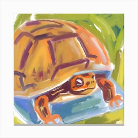 Box Turtle 07 Canvas Print