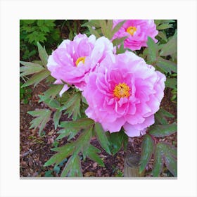 Peonies 1 Canvas Print