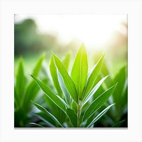 Ecology Plant Green Nature Garden Flora Fresh Leaf Summer Natural Environment Spring Gra (2) Canvas Print