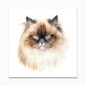 Chocolate Point Himalayan Cat Portrait 2 Canvas Print