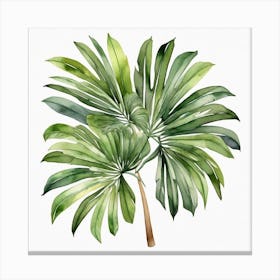 Green fan of palm leaves 5 Canvas Print