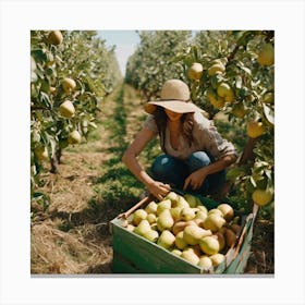 Woman Picking Apples In An Orchard Canvas Print