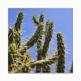 Spiky Cactus Canvas Print